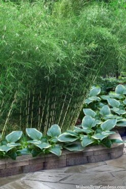 Robust Bamboo - Fargesia Robusta - 1 Gallon Pot -Plantify Shop fargesia robusta robust clumping bamboo 103