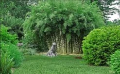 Robust Bamboo - Fargesia Robusta - 1 Gallon Pot -Plantify Shop fargesia robusta robust clumping bamboo 105