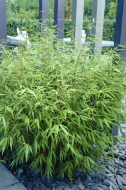 Sunset Glow Clumping Bamboo (Fargesia Rufa) - 3 Gallon Pot -Plantify Shop fargesia rufa sunset glow clumping bamboo 1