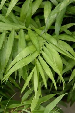 Sunset Glow Clumping Bamboo (Fargesia Rufa) - 3 Gallon Pot -Plantify Shop fargesia rufa sunset glow clumping bamboo 2