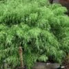 Sunset Glow Clumping Bamboo (Fargesia Rufa) - 3 Gallon Pot -Plantify Shop fargesia rufa sunset glow clumping bamboo 8