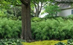 Sunset Glow Clumping Bamboo (Fargesia Rufa) - 3 Gallon Pot -Plantify Shop fargesia rufa sunset glow clumping bamboo 9