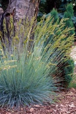 Blue Fescue Grass (Festuca Glauca) - 1 Gallon Pot -Plantify Shop festuca glauca blue fescue grass 13 1