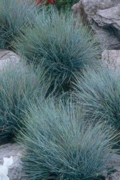 Blue Fescue Grass (Festuca Glauca) - 1 Gallon Pot -Plantify Shop festuca glauca blue fescue grass 14 1