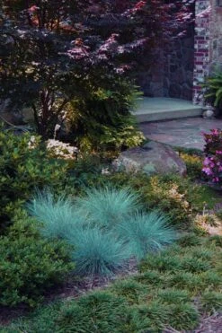 Blue Fescue Grass (Festuca Glauca) - 1 Gallon Pot