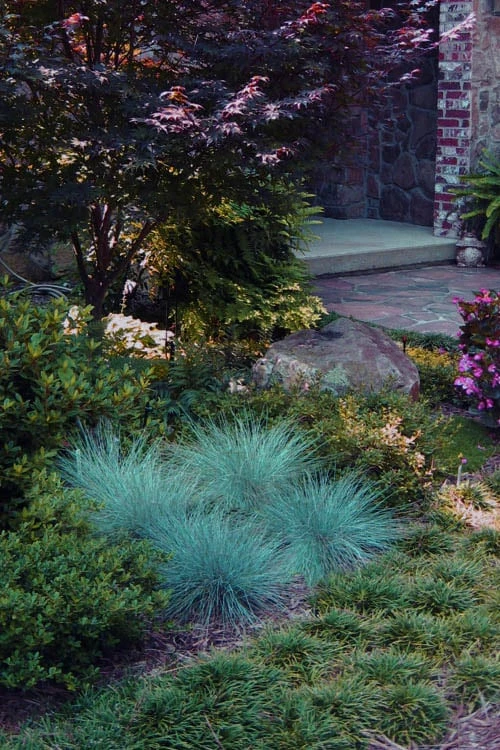 Front Page 56 Front Page -Plantify Shop festuca glauca blue fescue grass 16 1