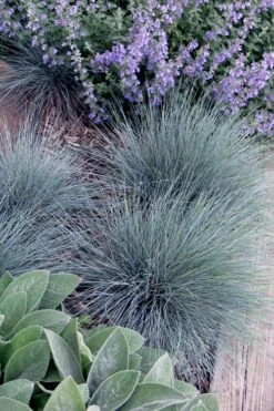 Blue Fescue Grass (Festuca Glauca) - 5 Pack Of Quart Pots -Plantify Shop festuca glauca blue fescue grass 7