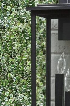 Variegated Creeping Fig (Ficus Pumila 'Variegata') - 10 Pack Of 4" Pint Pots -Plantify Shop ficus pumila variegata creeping fig 101