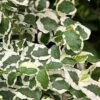 Variegated Creeping Fig (Ficus Pumila 'Variegata') - 10 Pack Of 4" Pint Pots -Plantify Shop ficus pumila variegata creeping fig 103