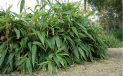 Giant Leaf Bamboo - Indocalamus Tessellatus - 3 Gallon Pot -Plantify Shop giant leaf bamboo