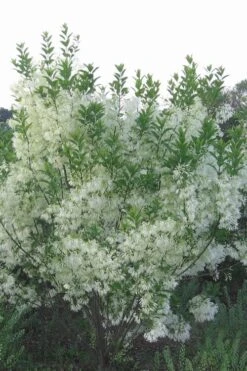 Grancy Graybeard - White Fringe Tree - 3 Gallon Pot -Plantify Shop grancy graybeard tree 33