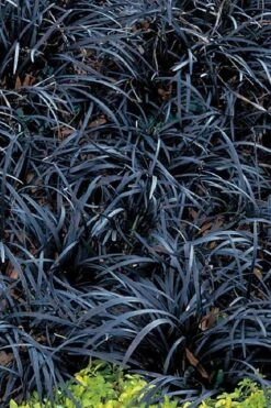 Dwarf Black Mondo Grass - 5 Pack Of Quart Pots -Plantify Shop grass dwarf black mondo 3 500x750 1