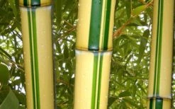 Gold Vivax Giant Timber Bamboo (Green Stripe Bamboo) - Phyllostachys Vivax 'Aureocaulis' - 3 Gallon Pot (4-6') -Plantify Shop green stripe vivax bamboo 1
