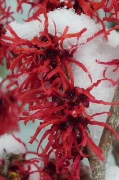 Diane Red Witch Hazel (Hamamelis X Intermedia) - 7 Gallon Pot -Plantify Shop hamamelis intermedia diane witch hazel 11