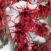Diane Red Witch Hazel (Hamamelis X Intermedia) - 7 Gallon Pot -Plantify Shop hamamelis intermedia diane witch hazel 12