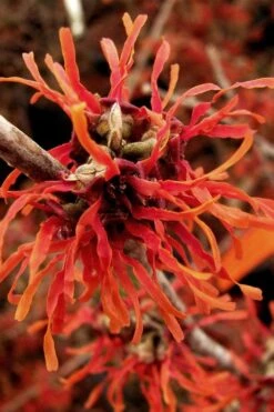 Diane Red Witch Hazel (Hamamelis X Intermedia) - 7 Gallon Pot -Plantify Shop hamamelis intermedia diane witch hazel 2