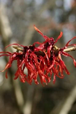 Diane Red Witch Hazel (Hamamelis X Intermedia) - 7 Gallon Pot -Plantify Shop hamamelis intermedia diane witch hazel 4