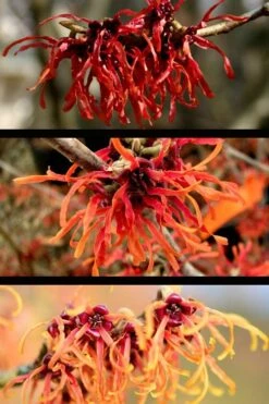 Diane Red Witch Hazel (Hamamelis X Intermedia) - 7 Gallon Pot -Plantify Shop hamamelis intermedia diane witch hazel 5