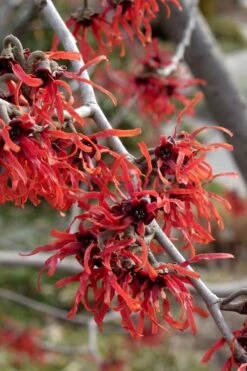 Diane Red Witch Hazel (Hamamelis X Intermedia) - 5 Gallon Pot -Plantify Shop hamamelis intermedia diane witch hazel 6 1