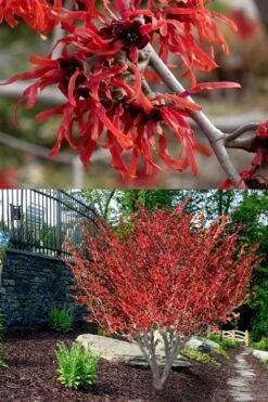 Diane Red Witch Hazel (Hamamelis X Intermedia) - 5 Gallon Pot -Plantify Shop hamamelis intermedia diane witch hazel 8 1