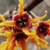 Ozark Witch Hazel (Hamamelis Vernalis) - 3 Gallon Pot -Plantify Shop hamamelis veralis vernal ozark witch hazel 10