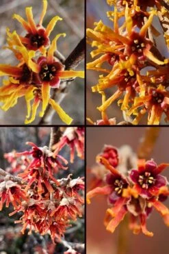 Ozark Witch Hazel (Hamamelis Vernalis) - 3 Gallon Pot -Plantify Shop hamamelis veralis vernal ozark witch hazel 11