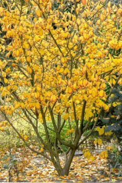 Ozark Witch Hazel (Hamamelis Vernalis) - 3 Gallon Pot -Plantify Shop hamamelis veralis vernal ozark witch hazel 12