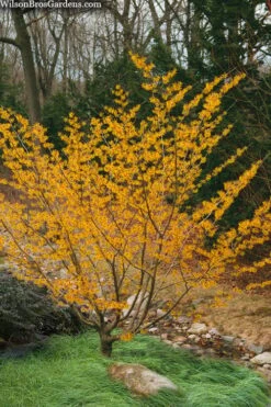 Ozark Witch Hazel (Hamamelis Vernalis) - 3 Gallon Pot -Plantify Shop hamamelis veralis vernal ozark witch hazel 8