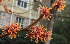 Ozark Witch Hazel (Hamamelis Vernalis) - 3 Gallon Pot -Plantify Shop hamamelis veralis vernal ozark witch hazel 9