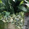 Variegated Algerian Ivy (Hedera Algeriensis 'Gloire De Marengo') - 18 Pack Of Pint Pots -Plantify Shop hedera algeriensis gloire de marengo variegated algerian ivy 102
