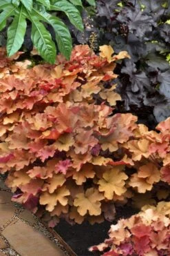 Caramel Heuchera (Villosa Hybrid) - 5 Pack Of Quart Pots -Plantify Shop heuchera caramel 20 1