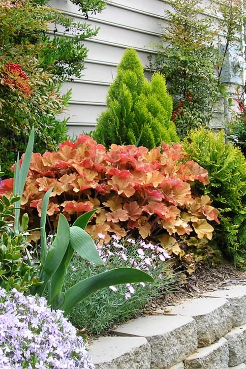 Front Page 58 Front Page -Plantify Shop heuchera caramel 21 1