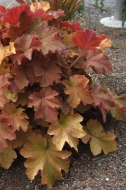 Caramel Heuchera (Villosa Hybrid) - 5 Pack Of Quart Pots -Plantify Shop heuchera caramel 23 1