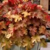 Caramel Heuchera (Villosa Hybrid) - 10 Count Flat Of Quart Pots -Plantify Shop heuchera caramel coral bells 31