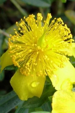 Blue Velvet St. Johns Wort (Hypericum Kalmianum) - 3 Gallon Pot