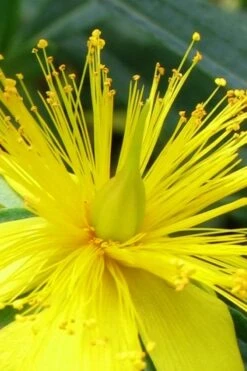 Blue Velvet St. Johns Wort (Hypericum Kalmianum) - 3 Gallon Pot -Plantify Shop hypericum lamianum blue velvet st johns wort 2