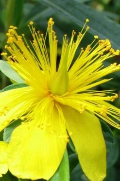 Blue Velvet St. Johns Wort (Hypericum Kalmianum) - 3 Gallon Pot -Plantify Shop hypericum lamianum blue velvet st johns wort 3