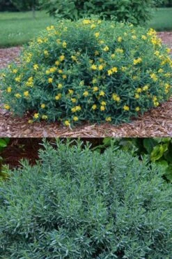 Blue Velvet St. Johns Wort (Hypericum Kalmianum) - 3 Gallon Pot -Plantify Shop hypericum lamianum blue velvet st johns wort 5