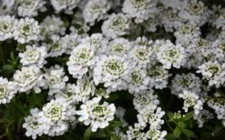 Snowflake Candy Tuft - 1 Gallon Pot -Plantify Shop iberis sempervirens snowflake candytuft 1
