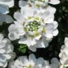 Snowflake Candy Tuft - 1 Gallon Pot -Plantify Shop iberis sempervirens snowflake candytuft 2
