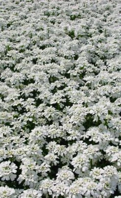 Snowflake Candy Tuft - 1 Gallon Pot -Plantify Shop iberis sempervirens snowflake candytuft 3