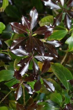 Purple Glaze Star Japanese Anise (Illicium Anisatum 'Muraski No Sato') - 3 Gallon Pot -Plantify Shop illicium anisatum murasake no sato purple glaze 5