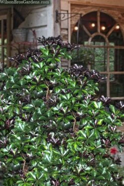 Purple Glaze Star Japanese Anise (Illicium Anisatum 'Muraski No Sato') - 3 Gallon Pot -Plantify Shop illicium anisatum murasake no sato purple glaze 8