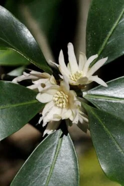 Purple Glaze Star Japanese Anise (Illicium Anisatum 'Muraski No Sato') - 3 Gallon Pot -Plantify Shop illicium anisatum murasake no sato purple glaze 9
