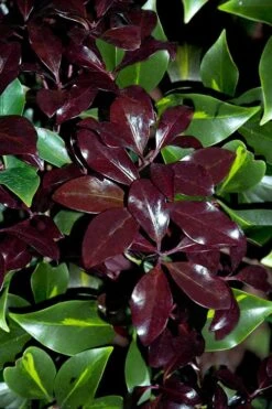 Purple Glaze Star Japanese Anise (Illicium Anisatum 'Muraski No Sato') - 3 Gallon Pot -Plantify Shop illicium anisatum purple glaze 3