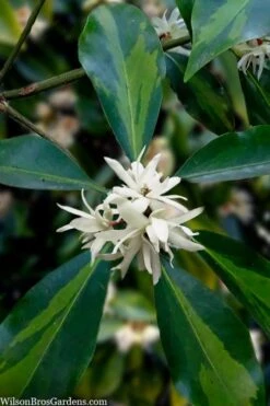 Purple Glaze Star Japanese Anise (Illicium Anisatum 'Muraski No Sato') - 3 Gallon Pot -Plantify Shop illicium anisatum purple glaze 5