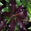 Purple Glaze Star Japanese Anise (Illicium Anisatum 'Muraski No Sato') - 3 Gallon Pot
