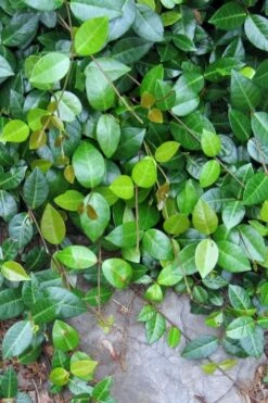 Asian Jasmine - Asiatic Jasmine - 18 Count Flat Of Pint Pots -Plantify Shop jasmine asian 10 1