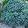 Blue Star Juniper - 2 Gallon Pot -Plantify Shop juniper blue star 11