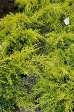 Gold Lace Juniper - 1 Gallon Pot -Plantify Shop juniperus chinensis gold lace juniper 2